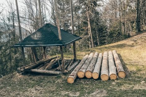Ліс в Карпатах